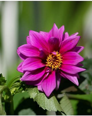 Dahlia Excentrique Bulbs