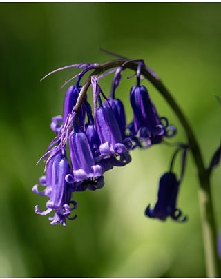 Scilla Nutans
