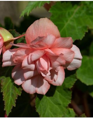 Begonia Cascade Florence