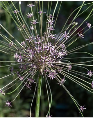 Allium Schubertii