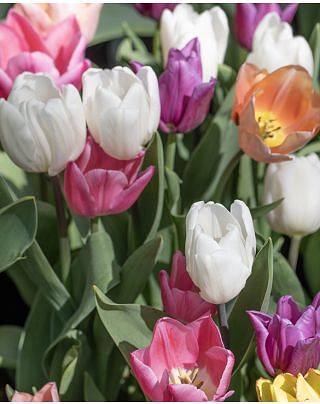 Tulip Single Early Mixture
