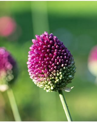 Allium Sphaerocephalon, Drumsticks