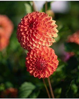 Dahlia Safe Shot Bulbs