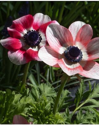 Anemone Coronaria Bicolor Bulbs