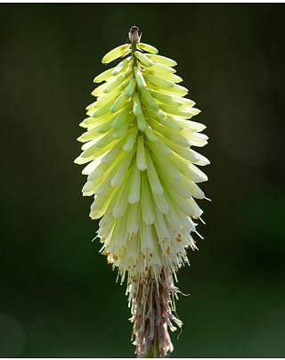 Kniphofia Ice Queen