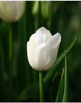 Tulip Vestas