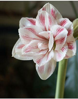 Amaryllis Aquaro