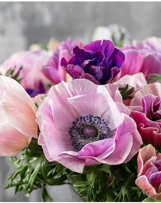 Anemone coronaria Pastel