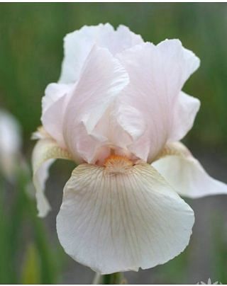 Iris Germanica Constant Wattez