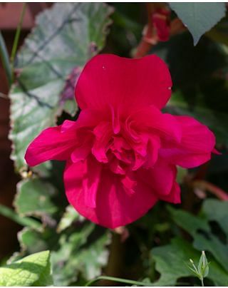 Begonia Double Scarlet Bulbs