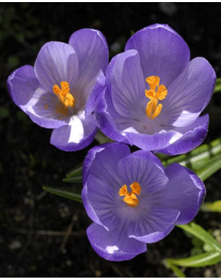 crocus tommasinianus lilac beauty