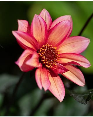 Dahlia Waltzing Matilda ™