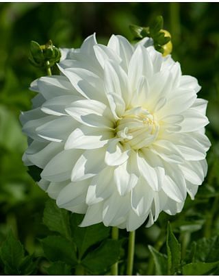 Dahlia Lady Liberty Bulbs