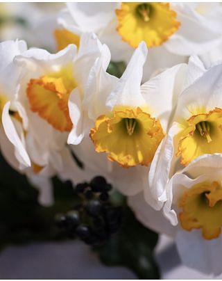 Narcissus Flower Record