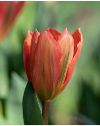 Tulip Apricot Emperor Bulbs