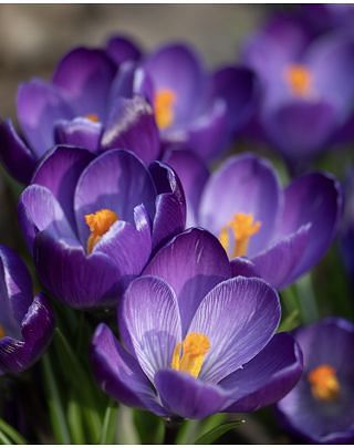 Crocus Flower Record