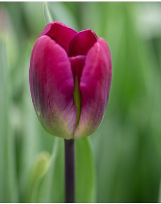 Tulip Kansas Proud