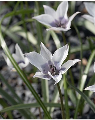 Tulipa Alba Coerulea Oculata