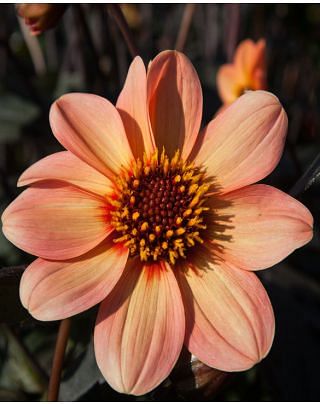 Dahlia HS First Love ®