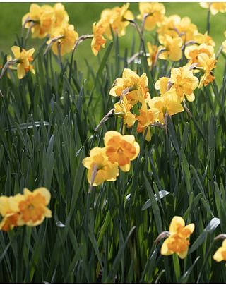 Narcissus Congress