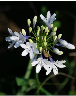 Agapanthus Twister