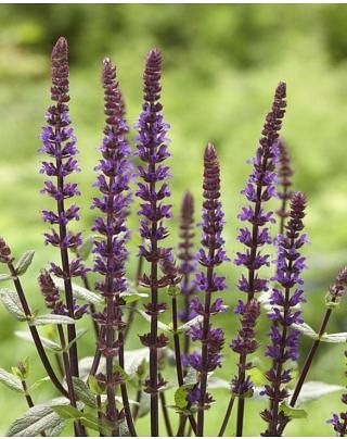 Salvia Caradonna