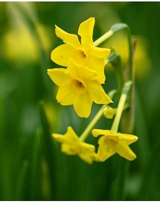 Narcissus Baby Boomer Bulbs