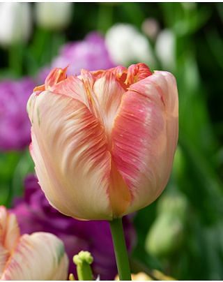 Tulip Apricot Parrot