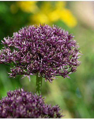 Allium Miami