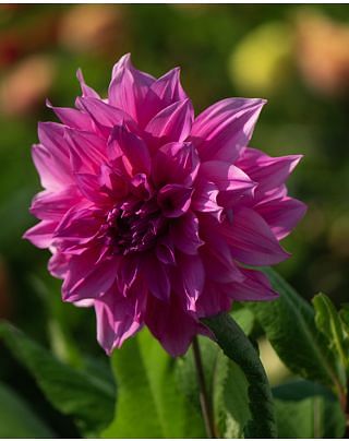 Dahlia Cafe au Lait Rose