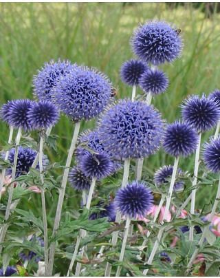 Echinops ritro 