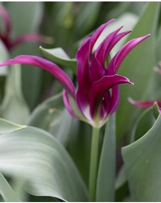 Tulip Purple Doll Bulbs