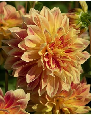 Dahlia Explosion Tubers