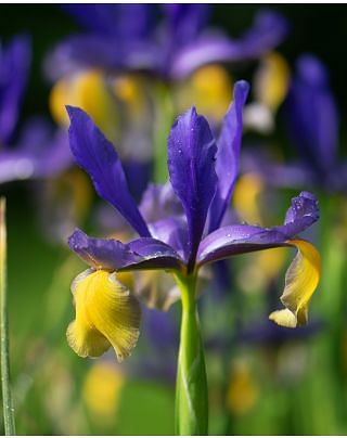 Dutch Iris Miss Saigon Bulbs