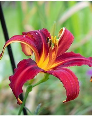 Hemerocallis Crimson Pirate