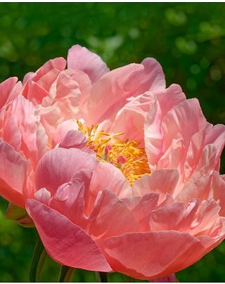 Peony Coral Charm Bulbs