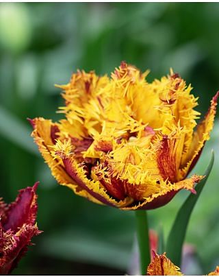 Tulip Bastia