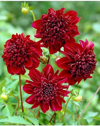 Dahlia Soulman