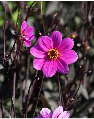 Dahlia HS Juliet Bulbs