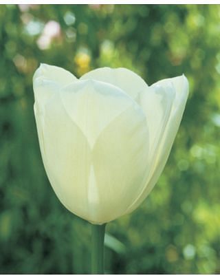 Tulip Maureen Bulbs