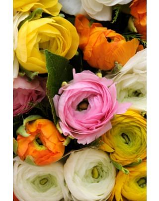 Ranunculus Asiaticus Bulbs