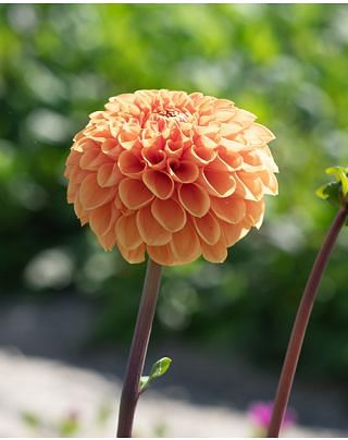 Dahlia Sylvia Tubers