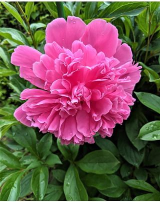 Peony Barbara