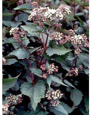 Eupatorium Rugosum Chocolate