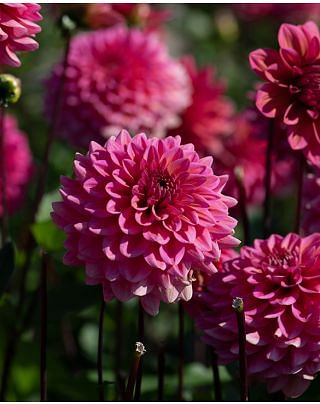 Dahlia Salmon Runner