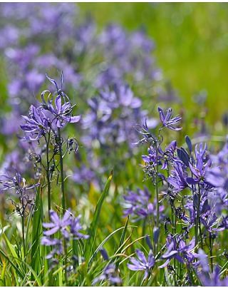 Camassia Quamash
