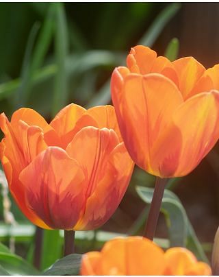 Tulip Princess Irene