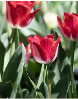 Tulip Kissable