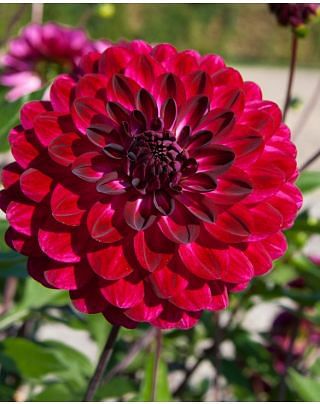 Dahlia Blue Bird