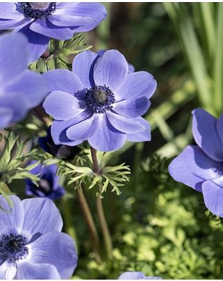 Anemone Coronaria De Caen Mr Fokker Bulbs